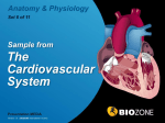 Sample cardiovascular system