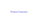 7. Protein Function