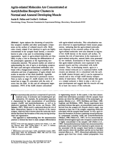 Agrin-related Molecules Are Concentrated at Acetylcholine Receptor