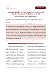 Molecular Cloning of Clostridium Perfringens Type B Vaccine Strain