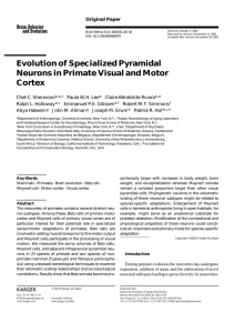 Evolution of Specialized Pyramidal Neurons in
