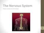 5 pairs of sacral nerves