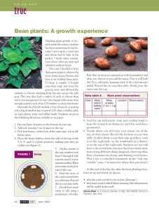 Bean plants: A growth experience
