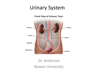 Presentation 9a - Urinary System
