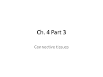 Ch. 4 Part 3 - MrsSconyersAnatomy