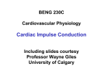 Effects of Reduce Gap Junctional Conductance