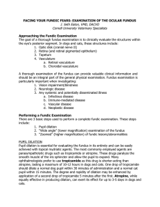 Examination of the Ocular Fundus - Cornell University Veterinary