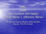 Cranial nerve of smell, plus olfactory pathway