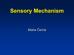 34-Sensory-Mechanism