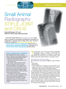 Small Animal radiography Stifle Joint and CruS