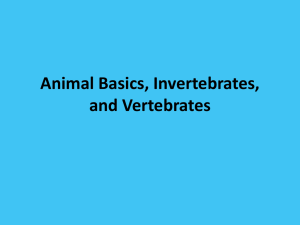 Animal Basics, Vertebrates, and Invertebrates