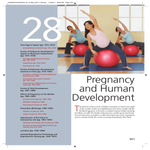 Pregnancy and Human Development