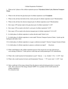 Glycolysis, Krebs Cycle, Electron Transport Chain