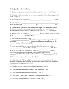 Study Questions - Nervous System