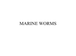 marine worms - G. Holmes Braddock