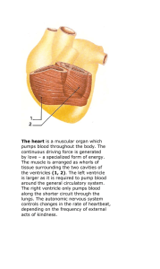 The heart is a muscular organ which pumps blood throughout the body