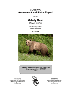 Grizzly Bear,Ursus arctos