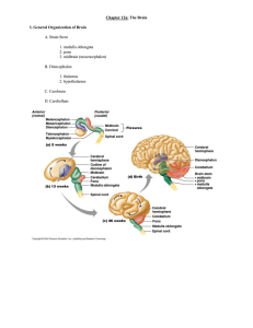 Chapter 12a: The Brain I. General Organization of Brain A. Brain