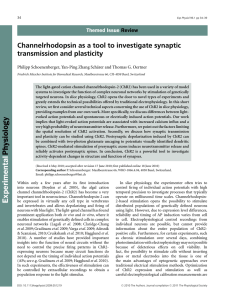 Channelrhodopsin as a tool to study synaptic