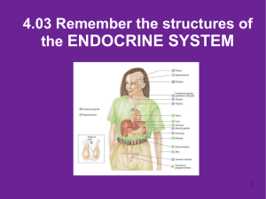 4.03 Remember Structures of the endocrine system What are the