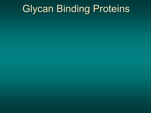 L10.glycan_binding_proteins.pps
