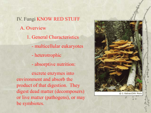 Fungi - New Page 1