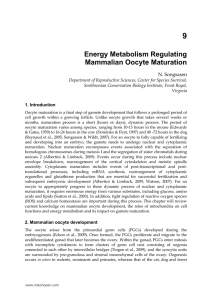 Energy Metabolism Regulating Mammalian Oocyte