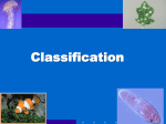 Classification - KCPE-KCSE