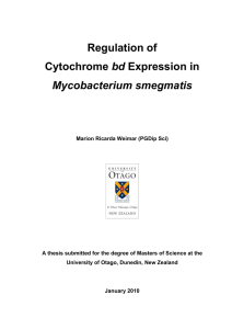 Regulation of Cytochrome bd Expression in Mycobacterium