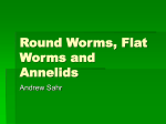 Round Worms, Flat Worms and Annelids