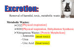 Excretion Presentation