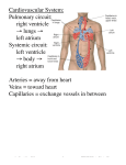 Cardiovascular System: Pulmonary circuit: right ventricle → lungs