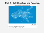 Unit 2 - Cell Structure and Function