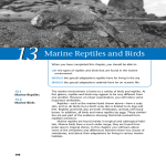 13/Marine Reptiles and Birds