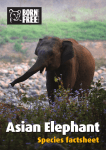 Asian Elephant - Running Wild Live