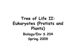 Tree of Life II: Eukaryotes (Protists and Plants)