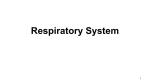 Organs of the Respiratory System
