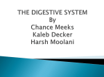 the digestive system - Life Science Academy
