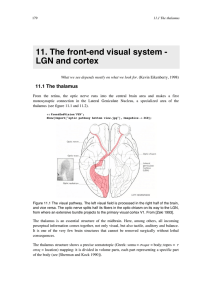 11. The front-end visual system - LGN and cortex