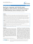 Brachyury cooperates with Wnt/β-catenin signalling to elicit primitive