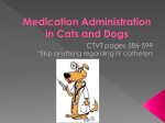 Parenteral Administration of Medication in Small Animals