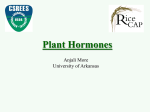 Plant hormones and rice dwarf mutants