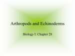 Arthropods and Echinoderms