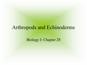 Arthropods and Echinoderms