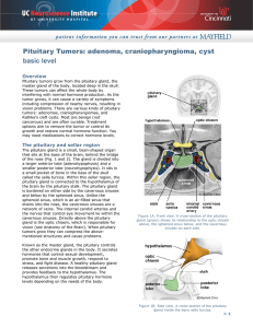 Pituitary Tumors - UC Gardner Neuroscience Institute