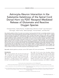 Astrocyteneuron interaction in the substantia gelatinosa of the spinal