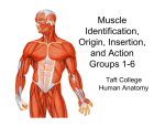 Muscle Identification, Origin, Insertion, and Action Groups 1-6
