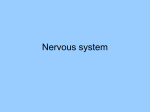 nervous system power point