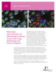 Phenotypic Characterization of Mitochondria in Breast Cancer Cells