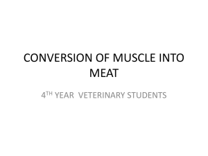 CONVERSION OF MUSCLE INTO MEAT